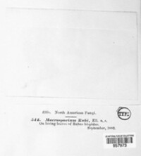Macrosporium rubi image